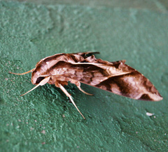 Eumorpha anchemolus