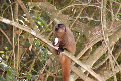 Callicebus nigrifrons