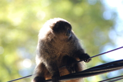 Callicebus nigrifrons
