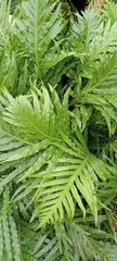 Blechnum cordatum