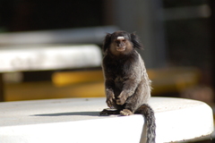 Callithrix penicillata