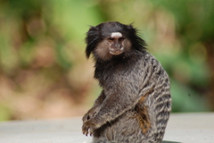 Callithrix penicillata