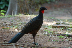 Penelope superciliaris