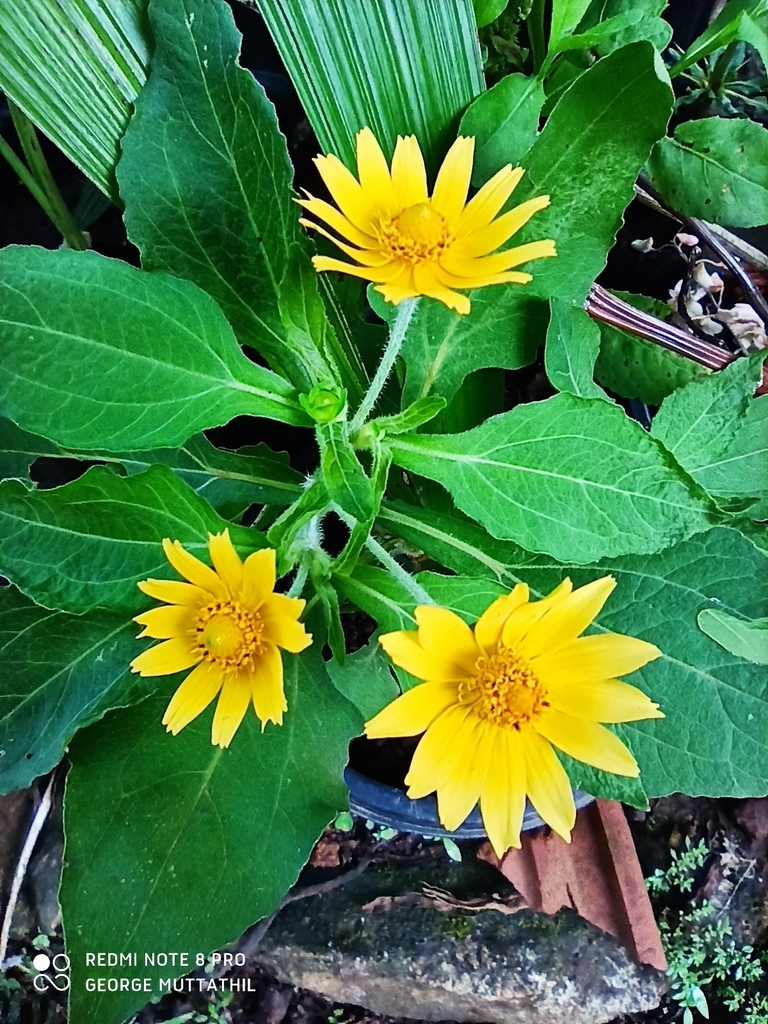 sunflowers, daisies, asters, and allies from New Naduvil, Kerala, India