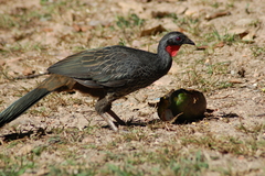 Penelope superciliaris