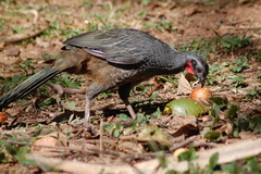 Penelope superciliaris