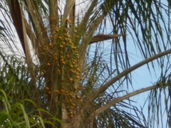 Arecaceae