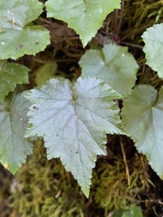 Mitella diphylla
