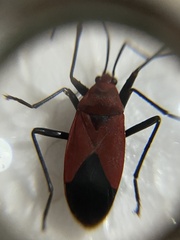 Antilochus nigripes