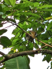 Pycnonotus zeylanicus