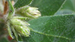 Arctostaphylos virgata