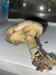 Lactarius chelidonium