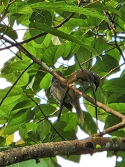 Pycnonotus zeylanicus