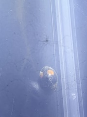 Cryptogonus orbiculus