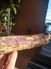 Phlebiopsis crassa
