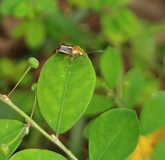 Horciasinus signoreti