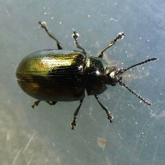 Phratora laticollis