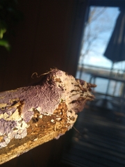 Phlebiopsis crassa
