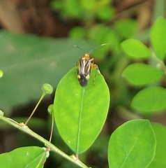 Horciasinus signoreti