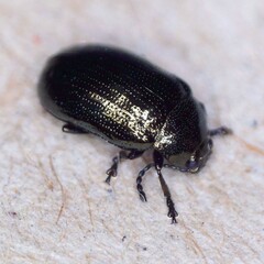 Phratora laticollis