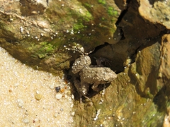 Pseudopaludicola falcipes