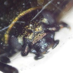 Phratora laticollis