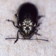 Phratora laticollis