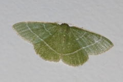 Microloxia ruficornis