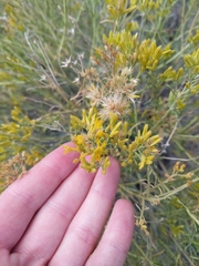 Ericameria laricifolia