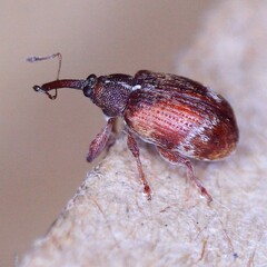 Anthonomus pedicularius