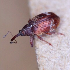 Anthonomus pedicularius