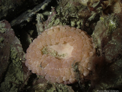 Capnea sanguinea