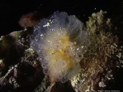 Aplidium ocellatum