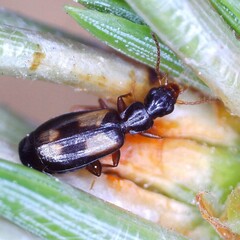 Calodromius spilotus