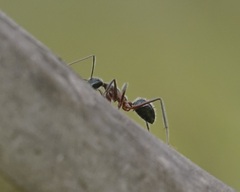 Camponotus intrepidus