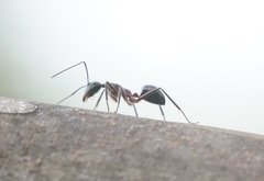 Camponotus intrepidus