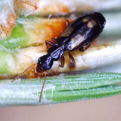 Calodromius spilotus