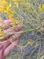 Ericameria laricifolia