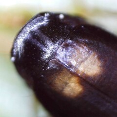 Calodromius spilotus