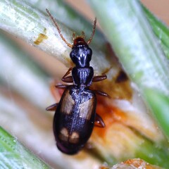 Calodromius spilotus