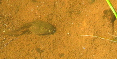 Pyxicephalidae