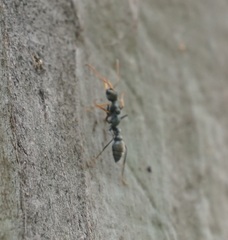 Myrmecia pilosula