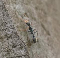 Myrmecia pilosula