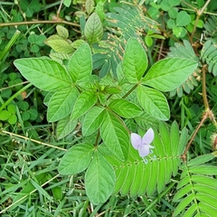 Cleome rutidosperma