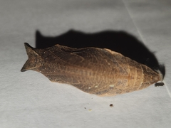 Papilioninae