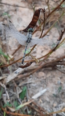 Diplacodes trivialis