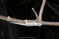 Cnemaspis lineogularis