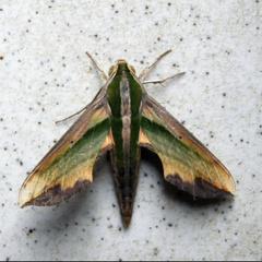 Pergesa acteus
