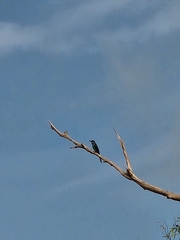 Merops viridis