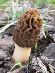 Verpa bohemica